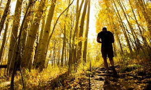 Bí mật gây 'chấn động' trong rừng dương lá rung lâu đời nhất thế giới