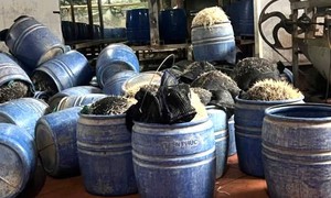Dùng chất cấm để sản xuất giá đỗ, chủ cơ sở bị khởi tố