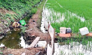 Dùng điện tự chế diệt chuột ruộng lúa, người chết, kẻ đi tù