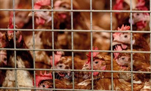 Bài học từ cuộc chiến 30 năm chống cúm gia cầm H5N1 ở châu Á