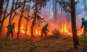 Liên tiếp 2 vụ cháy rừng, nhà dân ở Huế