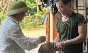Nguy cơ bệnh dại gia tăng mùa nắng nóng, cần tiêm phòng ngay khi bị chó mèo cắn
