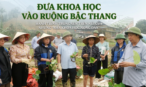 Đưa khoa học vào ruộng bậc thang, hành trình trồng sen trên núi của những ‘nhà khoa học nông dân’