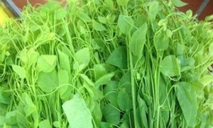 4 lợi ích khi ăn rau bò khai