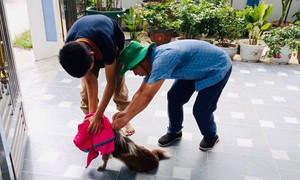 Chủ quan sau khi bị chó cắn, một người tử vong nghi do bệnh dại ở Nghệ An