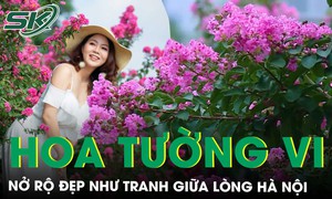 Con đường hoa tường vi đẹp như tranh giữa Hà Nội vào mùa nở rộ, ai đi qua cũng phải ngoái nhìn