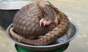 Phát hiện động vật quý hiếm đi lạc, người dân báo cơ quan chức năng