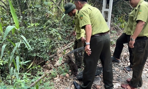 Nhiều loài động vật hoang dã quý, hiếm ở Khánh Hòa được thả về rừng tự nhiên