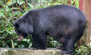 Giải cứu cá thể gấu ngựa bị nuôi nhốt hơn chục năm về trung tâm cứu hộ