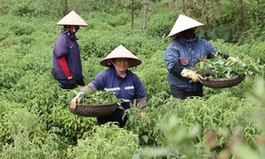 Làng cổ Sinh Dược: Giữ nghề thuốc Nam, phát triển OCOP bền vững