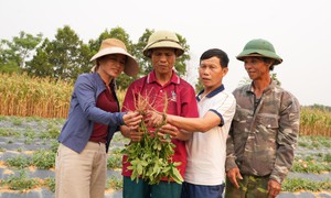 Nghệ An: Tháo gỡ khó khăn, phát triển ngành dược liệu theo hướng bền vững