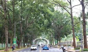 Ở nơi 'rừng trong phố', ra khỏi nhà gặp cây xanh
