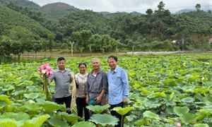 Sắp có hội thảo quốc gia về hoa sen gắn với phát triển làng nghề