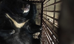 Hơn 8.000 người ủng hộ Hà Nội không còn nạn nuôi nhốt gấu lấy mật