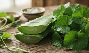 Nên chọn nha đam hay rau má để phục hồi làn da tổn thương