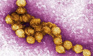 Nguy cơ lây lan virus Tây sông Nile ở châu Âu
