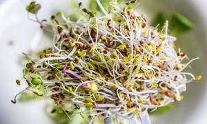 Mỹ bùng phát hàng loạt ca nhiễm khuẩn E.coli và Salmonella từ giá đỗ tươi