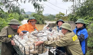 Thiệt hại do mưa lũ ở các địa phương tiếp tục tăng