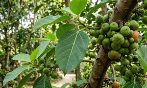 Lá sung nấu nước uống có tác dụng gì?