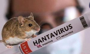 Pháp ghi nhận ca nhiễm mới virus Hanta chủng Andes