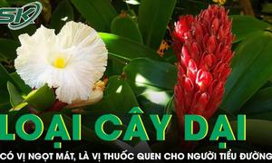 Cây dại ven suối có vị ngọt mát, là vị thuốc quen thuộc cho người tiểu đường 