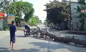 Cưa cây gây hậu quả chết người: Ai phải chịu trách nhiệm? 