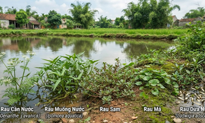 5 loại rau dân dã mọc ở bờ ao, bờ ruộng hỗ trợ kiểm soát huyết áp