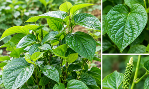 Những tác dụng tiềm năng của lá lốt
