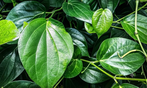 Lá trầu không có tác dụng gì?