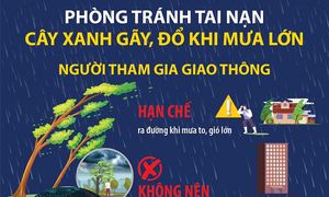 Phòng tránh tai nạn cây xanh gãy, đổ khi mưa lớn
