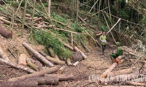 Khởi tố vụ thuê xẻ thịt 10 ha rừng Khuổi Khinh với giá 300.000 đồng/m³