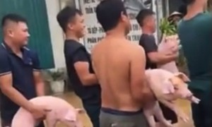 Người dân dùng xe bán tải, hợp sức đưa đàn lợn khỏi vùng lũ