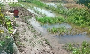Bắt cá trước ao nhà, hai vợ chồng gặp nạn, tử vong