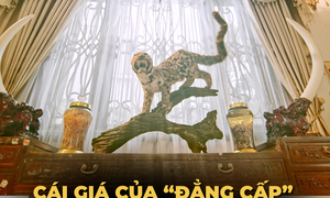 Mua bán, tàng trữ động vật hoang dã nguy cấp có thể ngồi tù hàng chục năm