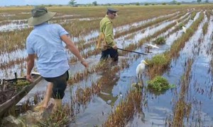 Clip gỡ loạt bẫy kẹp nguy hiểm 'săn' chim trời được nguỵ trang giữa ruộng ở Huế