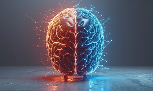 Não người thực chất là 2 cơ quan riêng biệt?