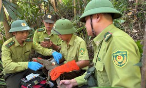 Động vật hoang dã được cứu hộ thế nào trước khi thả về rừng Bạch Mã?