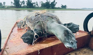 Rùa Hoàn Kiếm đã biến mất ở Việt Nam?