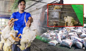Chủ trang trại bất lực nhìn 60.000 con gia cầm chết la liệt do nước lũ