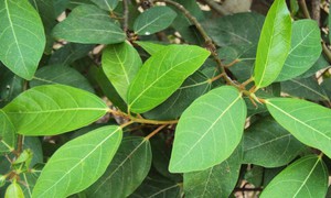 4 cách dùng lá sung hỗ trợ tiêu hóa