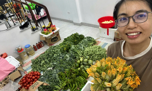 Cử nhân Luật quốc tế bỏ việc văn phòng đi bán rau củ, ngày bán 200 kg