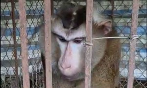 Tìm chủ sở hữu cá thể khỉ quý hiếm đi lạc vào nhà dân