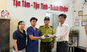 Người dân Huế giao nộp rùa đất Sê-pôn quý hiếm nặng 1,1kg
