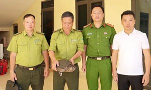 Bắt được rùa quý hiếm nặng 7kg ở bờ đê