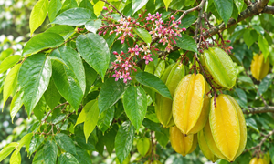 Những lưu ý khi tắm lá ở người viêm da cơ địa