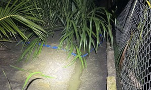 Điều tra 2 anh em ruột tử vong bất thường trong vườn dừa