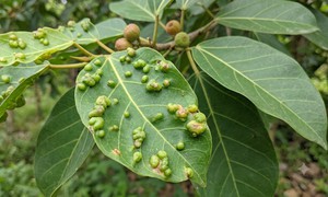 5 bài thuốc dân gian dùng lá sung tật hỗ trợ trị bệnh