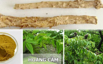 Ho&#224;ng cầm thang trị đau bụng, ti&#234;u chảy cấp