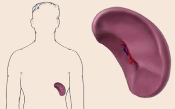 Bệnh cường l&#225;ch: Ph&#225;t hiện sớm ph&#242;ng ngừa biến chứng nguy hiểm