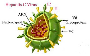 Vi&#234;m gan C - điều trị v&#224; ph&#242;ng bệnh thế n&#224;o?